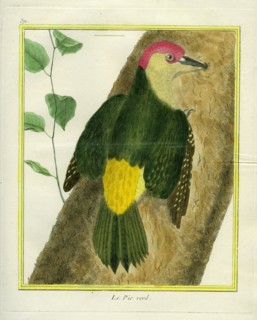 Green Woodpecker