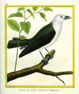 Grande Pie-grièche verdâtre de Madagascar