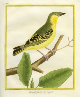 Female African Golden Oriole
