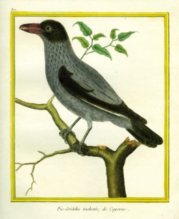 Barred Cuckooshrike