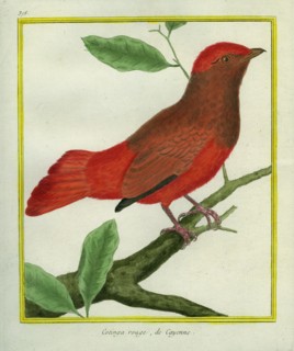 Cotinga rouge de Cayenne