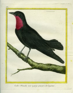 Purple-throated Fruitcrow