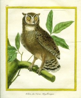 Magellanic Horned Owl