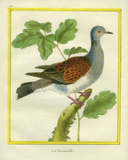 European Turtle Dove