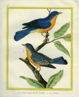 American Robin and the female