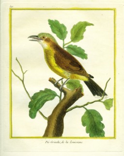 Pie-Grièche de la Louisiane