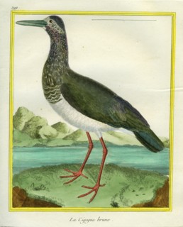 Stork