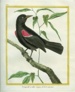Troupiale à ailes rouges de la Louisiane