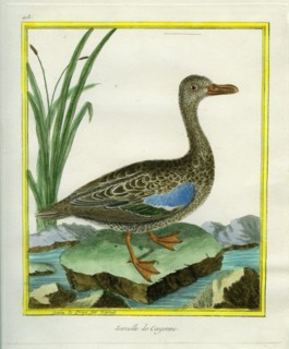 Yellow-billed Teal