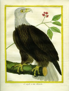 L'Aigle à tête blanche