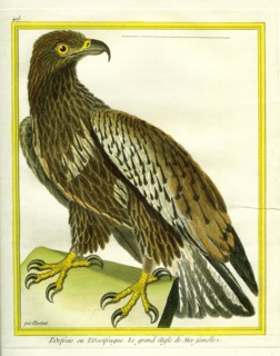 L'Orfraie ou L'Ossifrague, le grand aigle de mer femelle