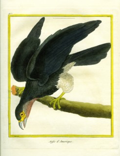 L'Aigle d'Amérique