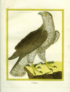 Northern Goshawk