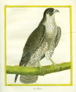 Falcon