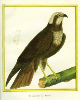 Marsh Harrier