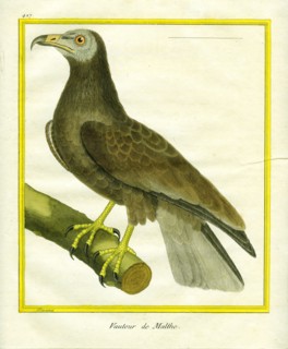 Le Vautour de Malte