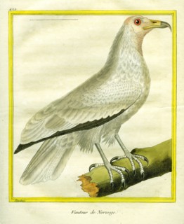 Le Vautour de Norvège