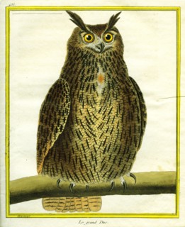 Great Horned Owl
