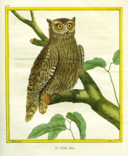 Scops owl