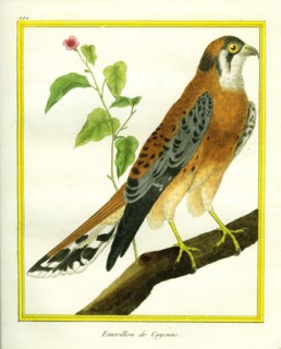 Emérillon de Cayenne