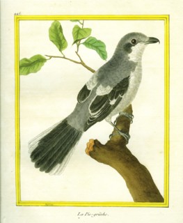 La Pie-grièche