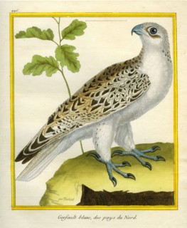 Gyrfalcon
