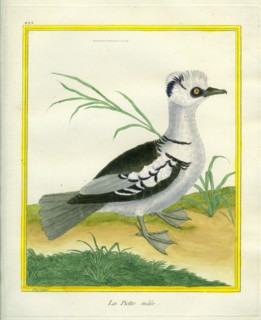Le Piette mâle