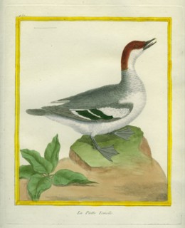 Female Smew