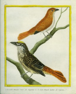 Le Gobe-Mouche roux et le Gobe-Mouche tacheté de Cayenne