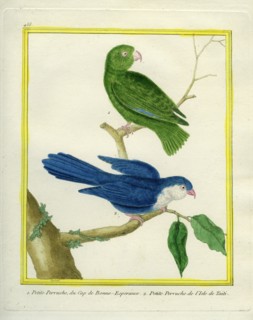 Green-rumped Parrotlet and Blue Lorikeet