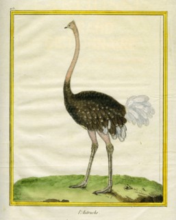L'Autruche