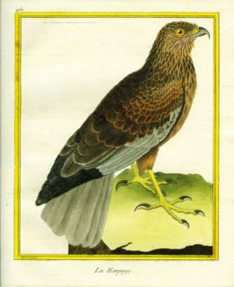Marsh Harrier