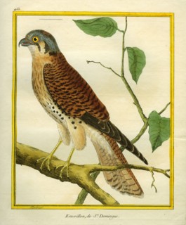 L' Emerillon de Saint-Domingue