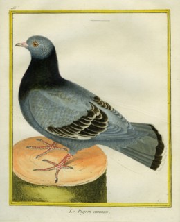 Le Pigeon commun