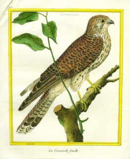 Female Kestrel
