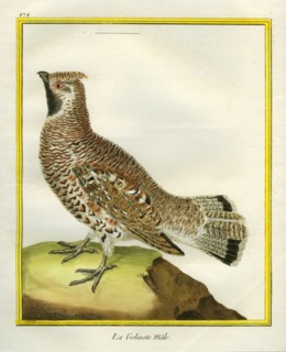 La Gélinotte mâle
