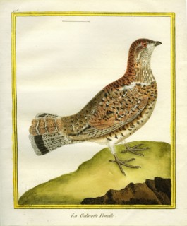 Female Grouse
