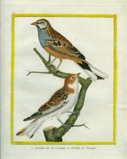 Woodchat Shrike and Blue-fronted Redstart