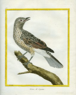 Wood Thrush