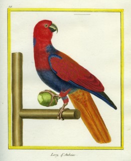 Red Lory