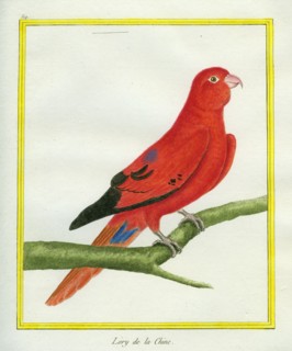 Blue-streaked Lory