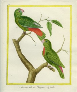 Male and Female Philippine Hanging Parrots
