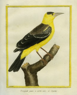 Le Troupiale jaune à calotte noire de Cayenne