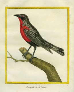 Red-breasted Oriole