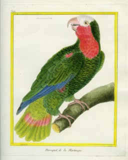 Le Perroquet de la Martinique