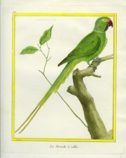 La Perruche à collier