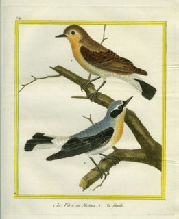 Northern Wheatear and Female