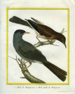 Male and Female Merlin from Madagascar