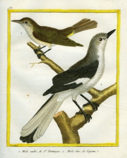 Le Merle cendré de Saint-Domingue et le Merle olive de Cayenne