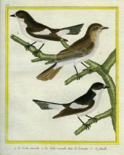 Le Gobe-mouche, le Le Gobe-mouche noir de Lorraine et sa femelle